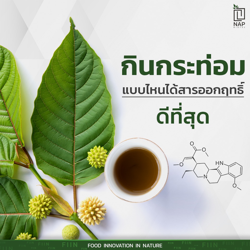 กินกระท่อมแบบไหนได้สารออกฤทธิ์ดีที่สุด