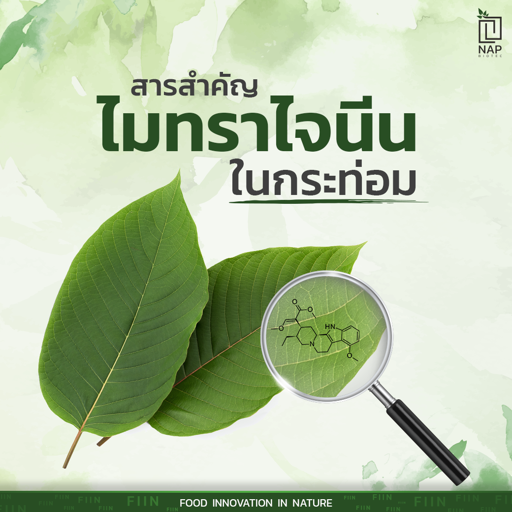 สารสำคัญ “ไมทราไจนีน” ในกระท่อม
