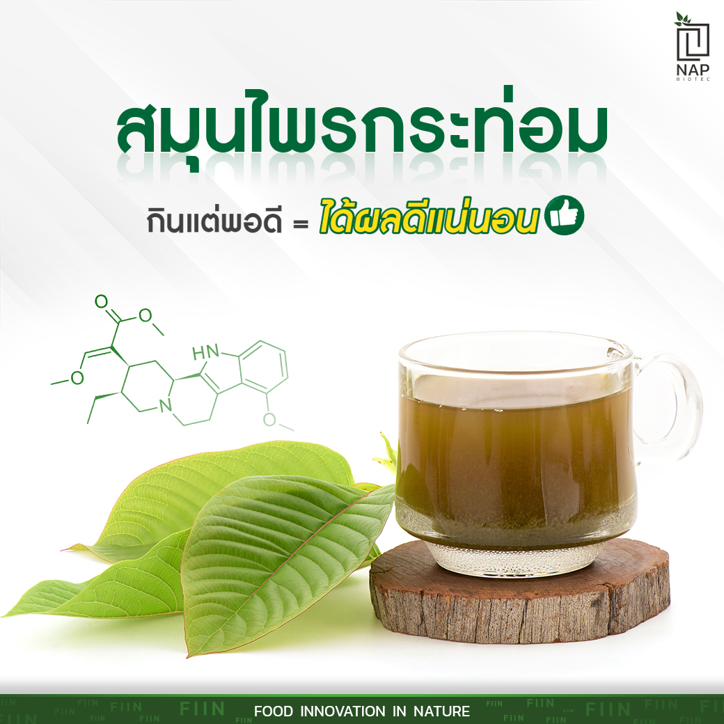 สมุนไพรกระท่อม กินแต่พอดี ได้ผลดีแน่นอน