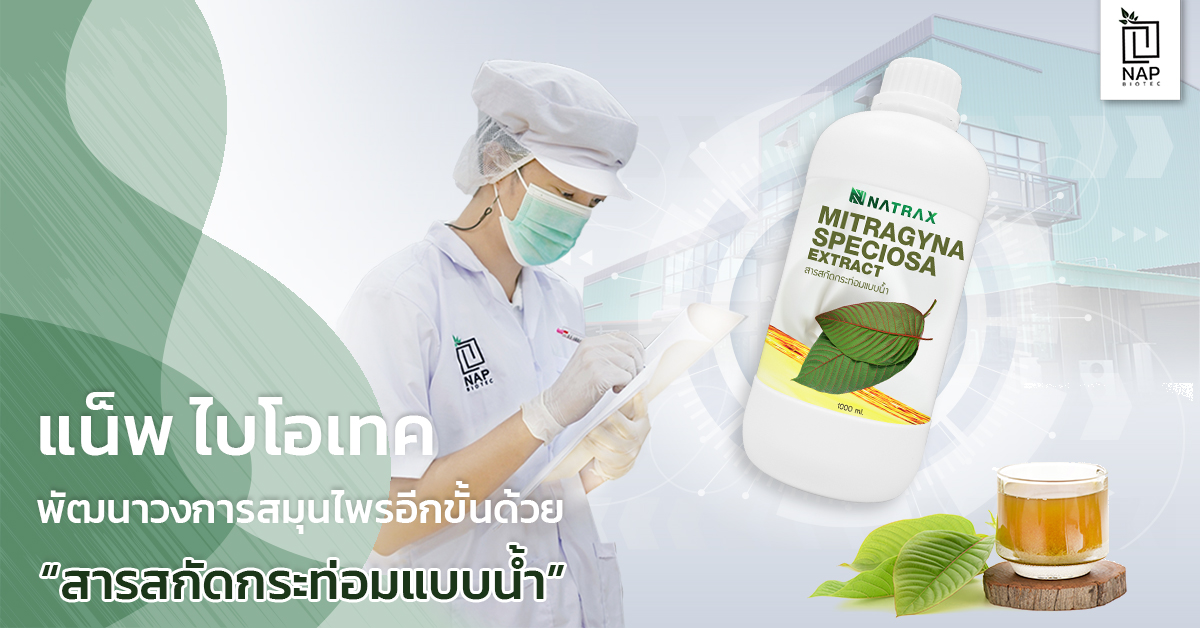 แน็พ ไบโอเทค พัฒนาวงการสมุนไพรอีกขั้นด้วย “สารสกัดกระท่อมแบบน้ำ”