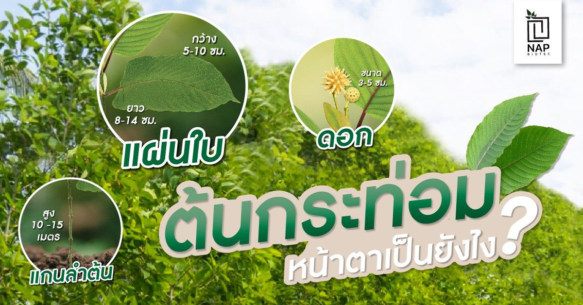 ต้นกระท่อม หน้าตาเป็นยังไง?