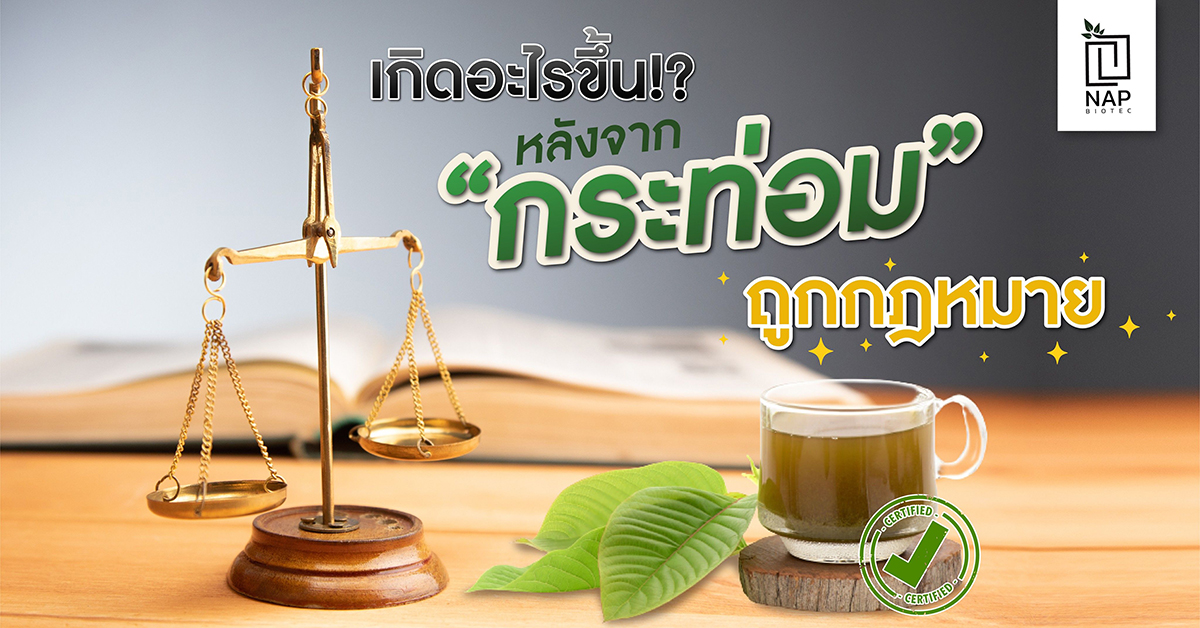 เกิดอะไรขึ้น!? หลังจาก “กระท่อม” ถูกกฎหมาย