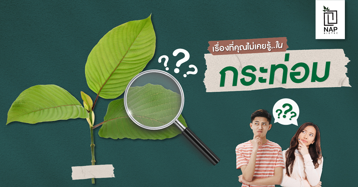 เรื่องที่คุณไม่เคยรู้..ในกระท่อม
