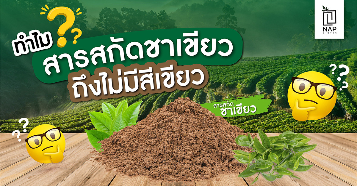 ทำไมสารสกัดชาเขียว..ถึงไม่มีสีเขียว ?