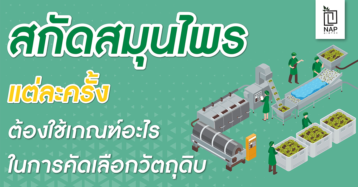 สกัดสมุนไพรแต่ละครั้ง ต้องใช้เกณฑ์อะไรในการคัดเลือกวัตถุดิบ ?