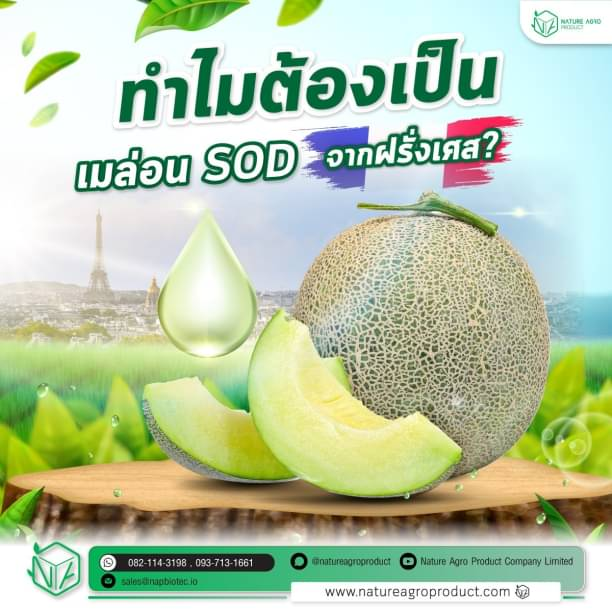ทำไมต้องเป็นเมล่อน SOD จากฝรั่งเศส?