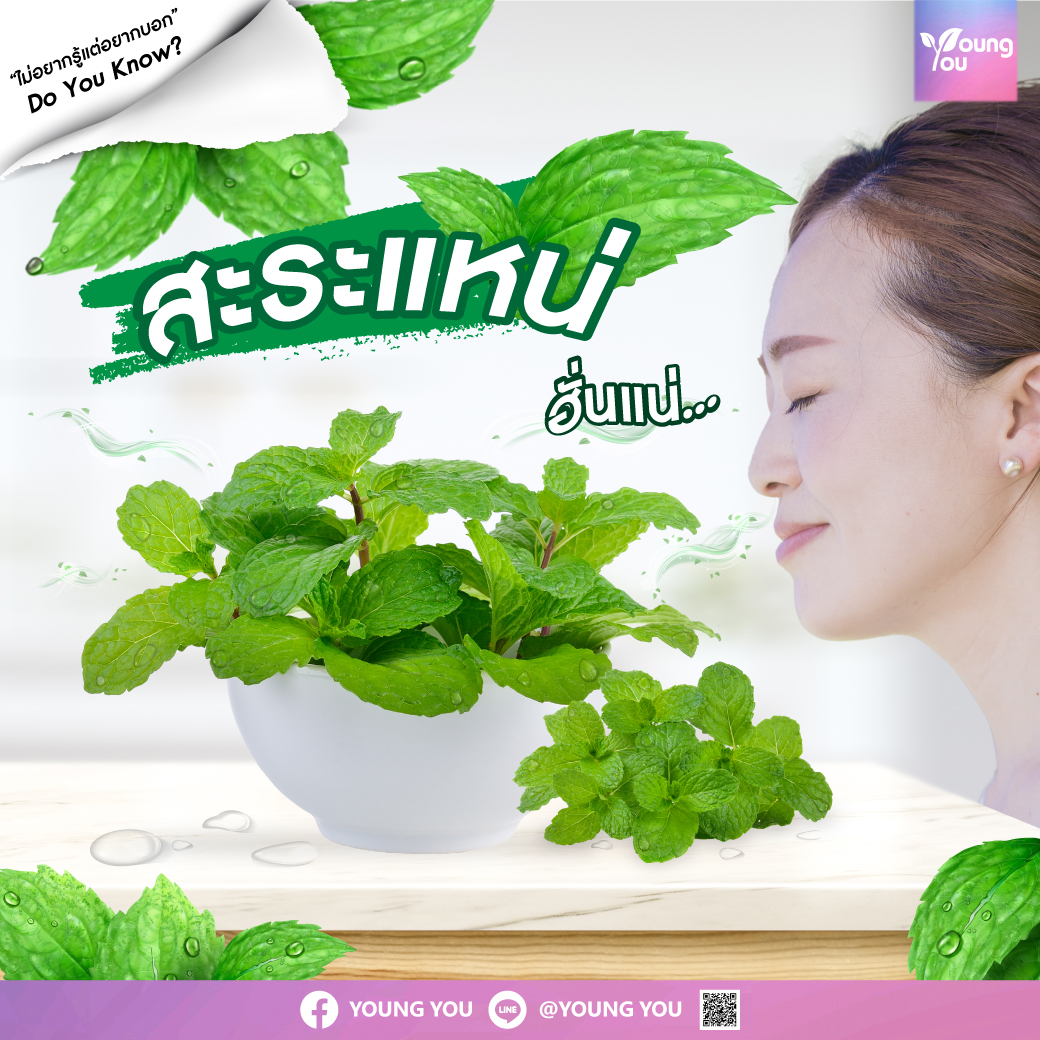 สะระแหน่ – Peppermint