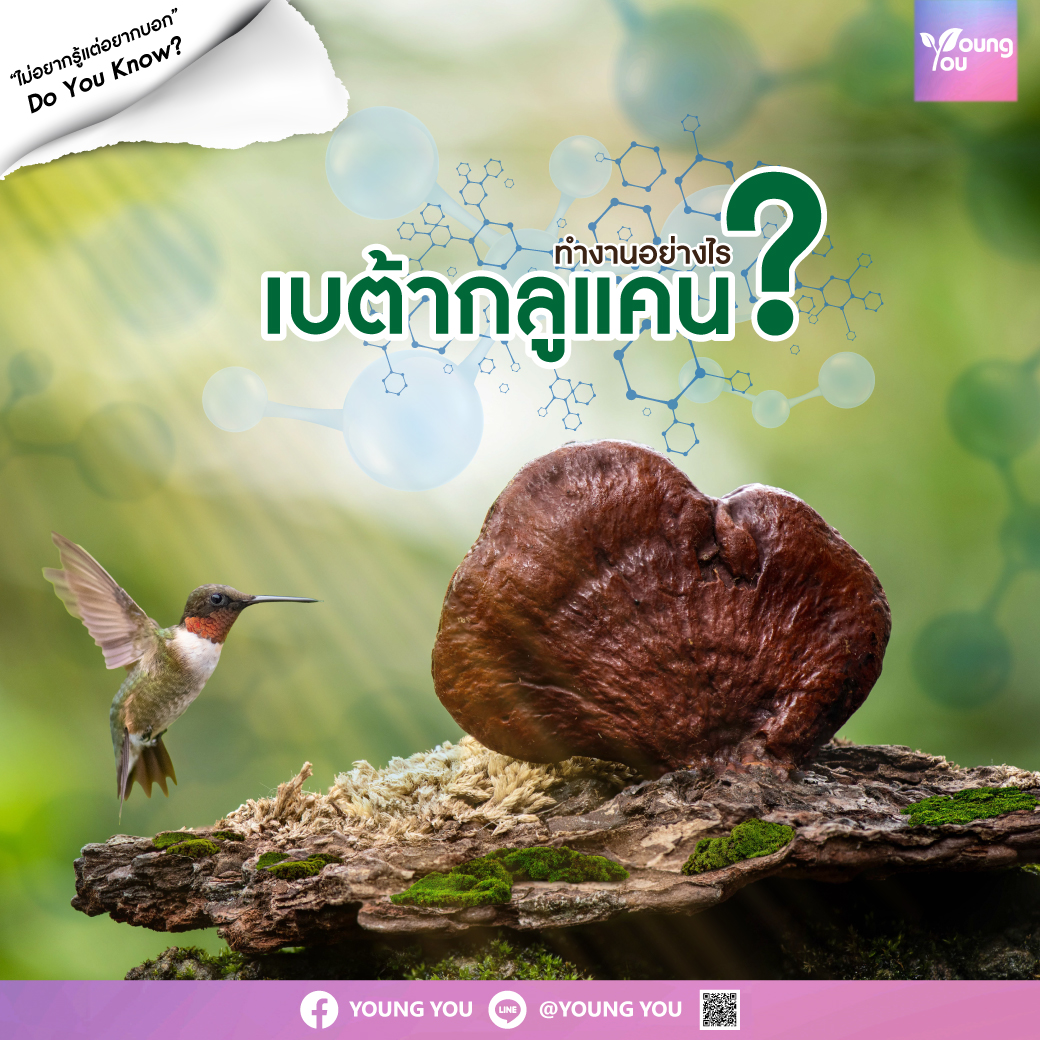 เบต้า กลูแคน ทำงานอย่างไร ?
