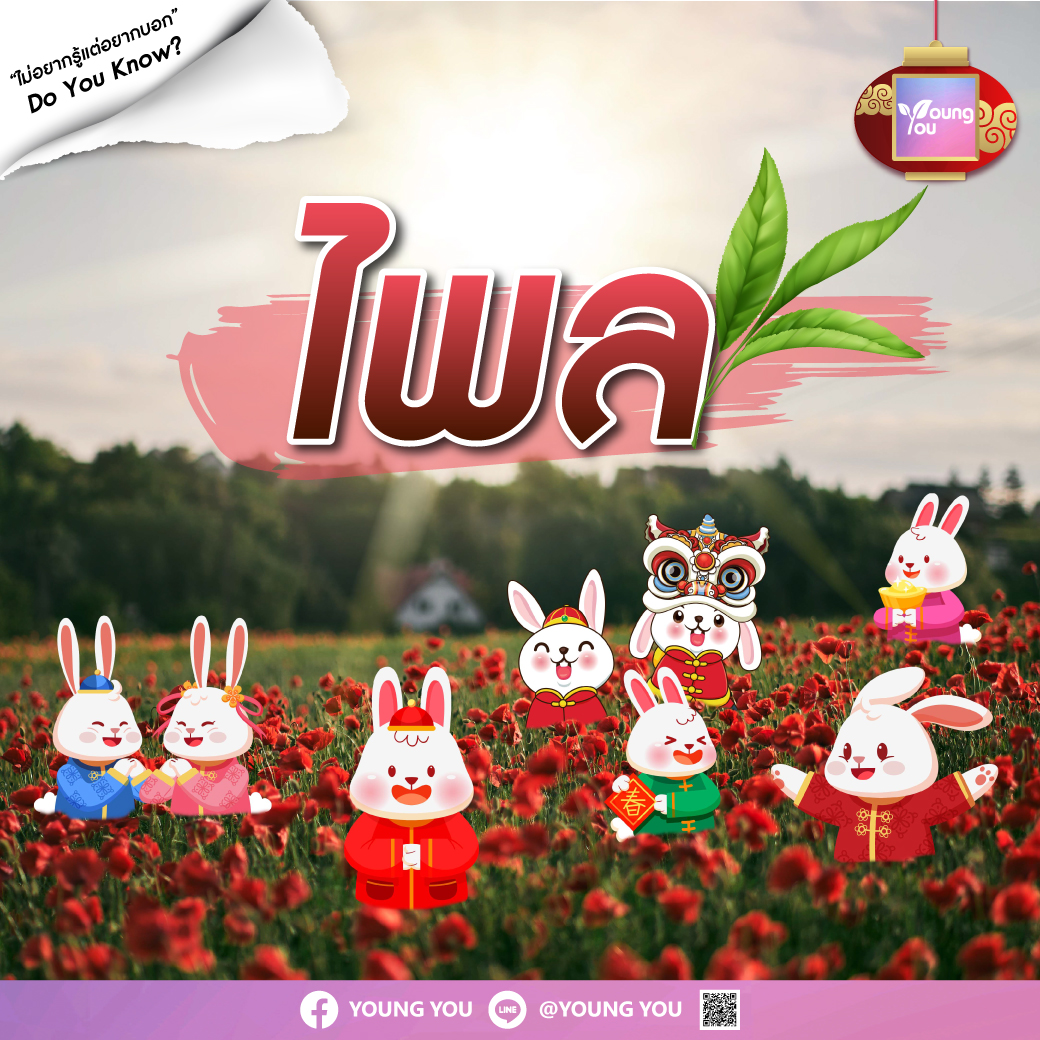 ไพล – Phlai
