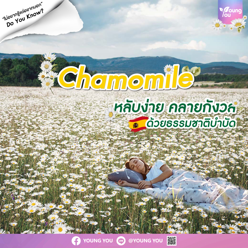 “Chamomile” “หลับง่าย คลายกังวล ด้วยธรรมชาติบำบัด”