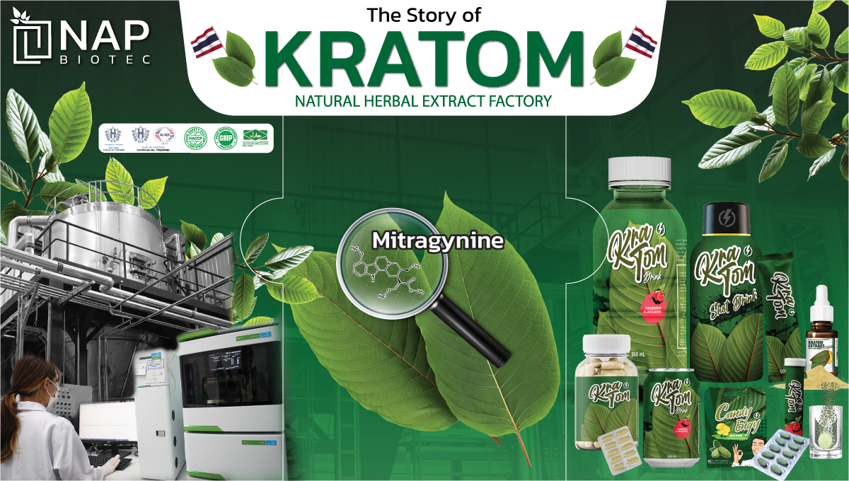 “The Story of KRATOM” จิ๊กซอว์เรื่องราวต้นน้ำไปถึงปลายน้ำเกี่ยวกับการสกัดกระท่อม