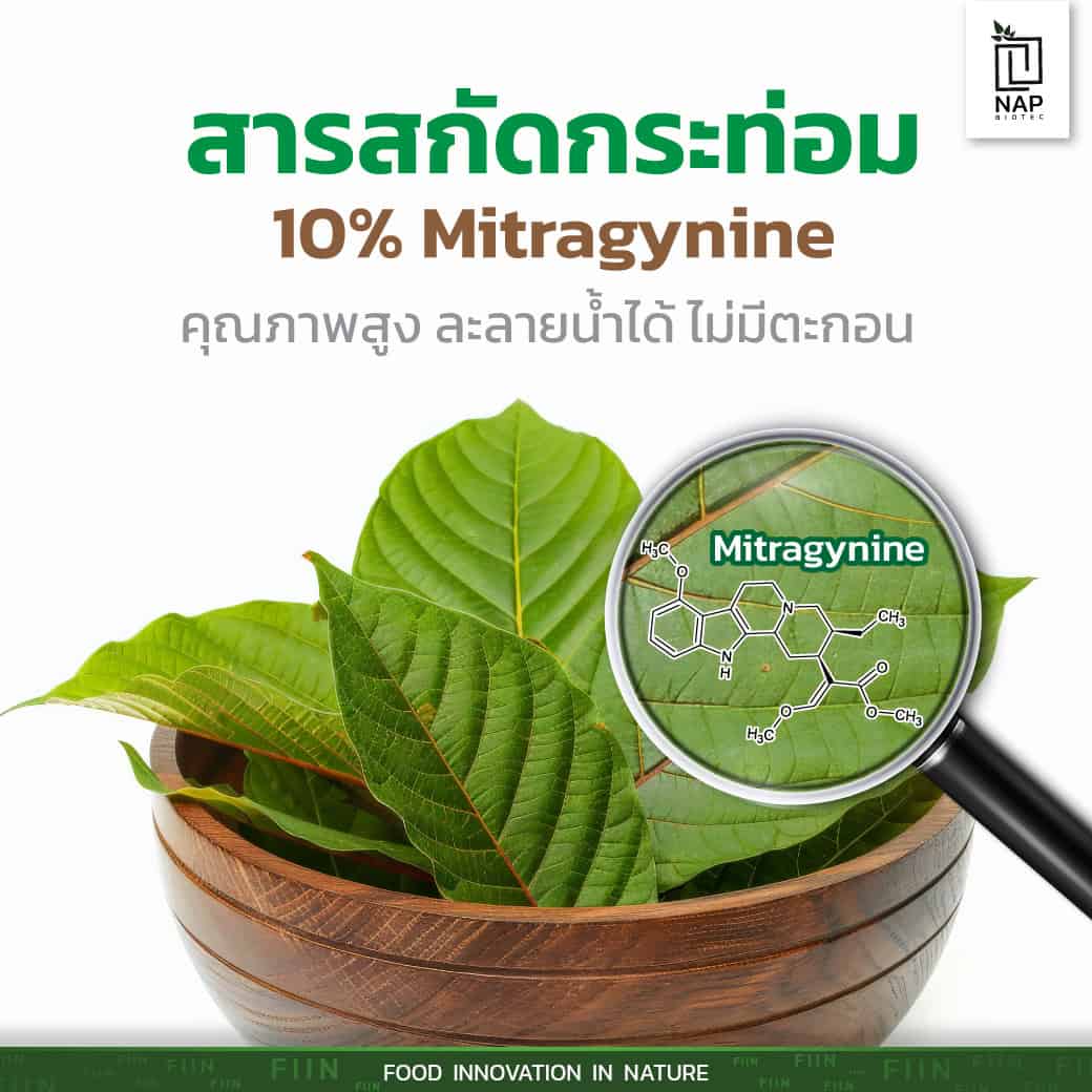 สารสกัดกระท่อม 10% Mitragynine คุณภาพสูง ละลายน้ำได้ ไม่มีตะกอน จาก NAP BIOTEC